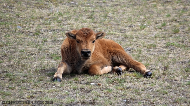 Buffalo calv